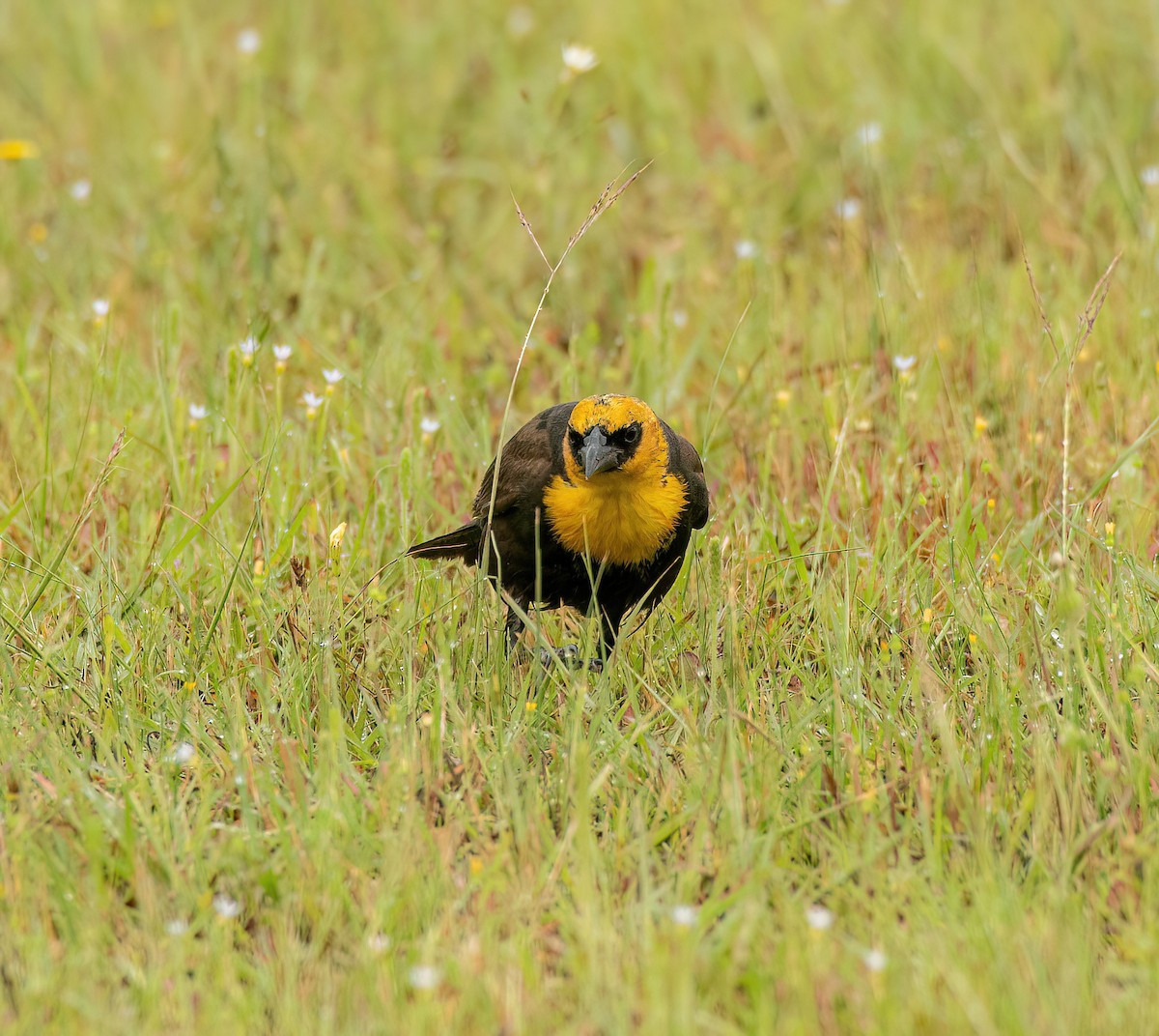 Yellow-headed Blackbird - ML618506071