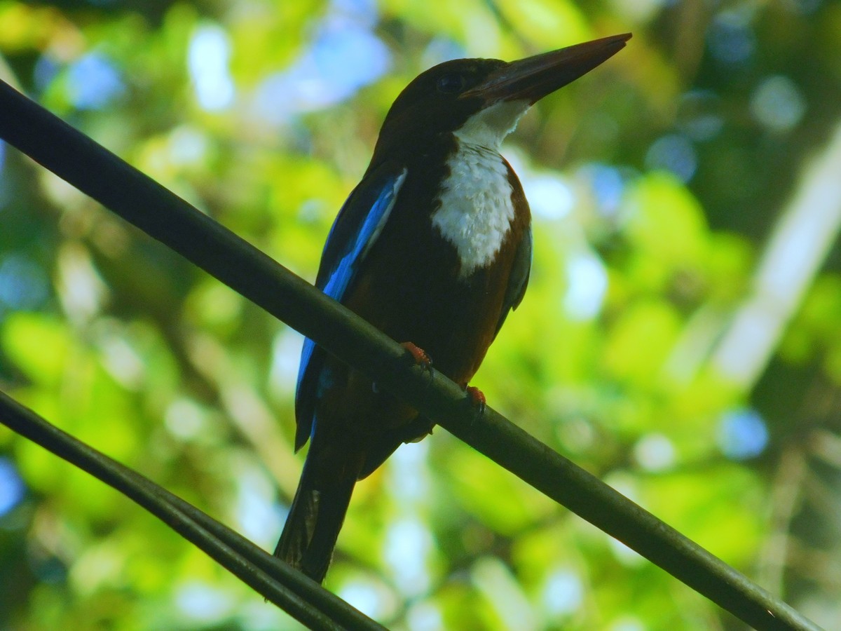White-throated Kingfisher - Chathura De Silva