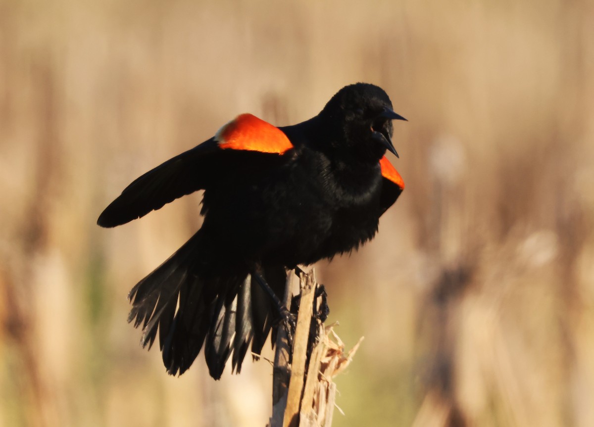Red-winged Blackbird (Red-winged) - ML618506143