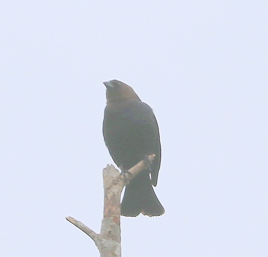 Brown-headed Cowbird - ML618506161