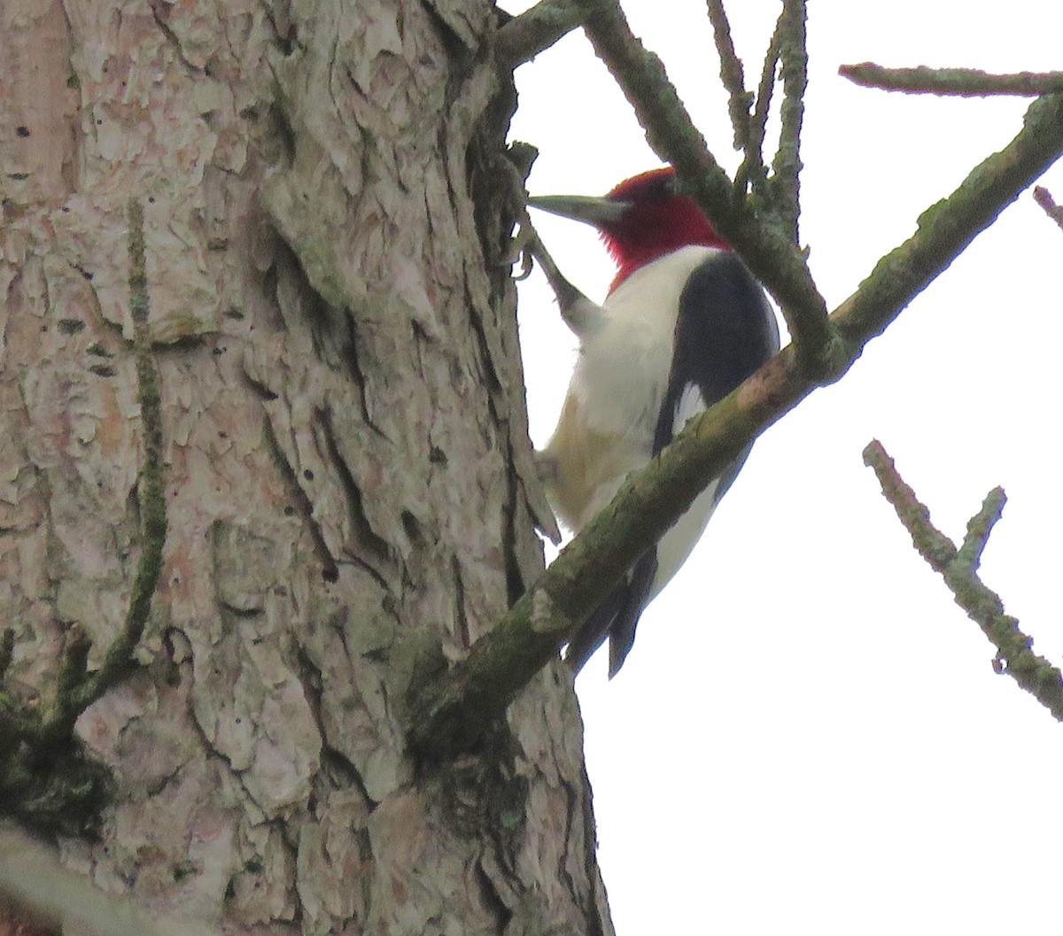 Red-headed Woodpecker - ML618506168