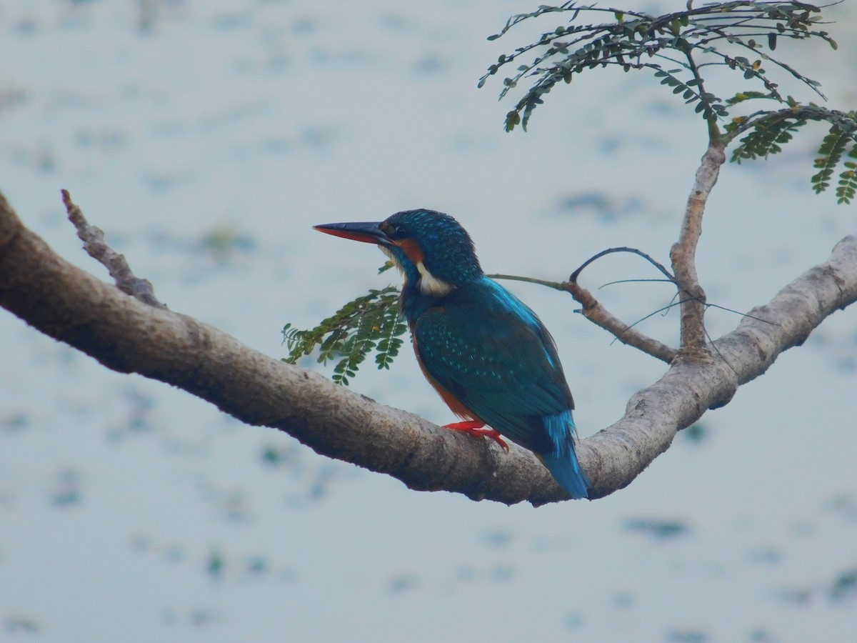 Common Kingfisher - Chathura De Silva