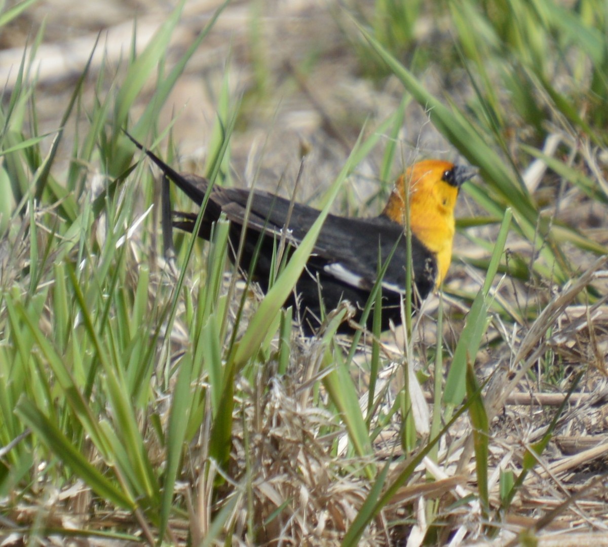 Yellow-headed Blackbird - ML618506267