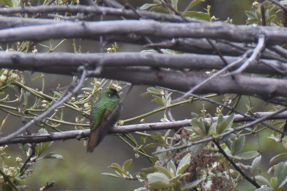 kolibřík dřišťálový (ssp. districta) - ML618506278