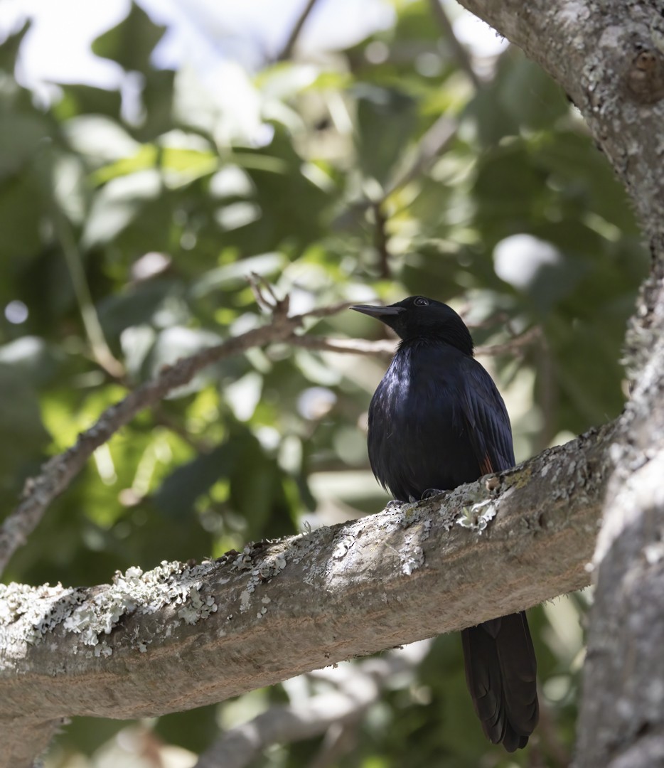 Red-winged Starling - ML618506297