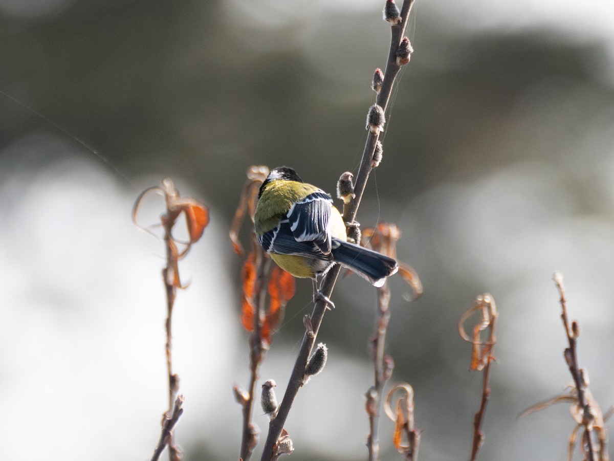 Green-backed Tit - ML618506298