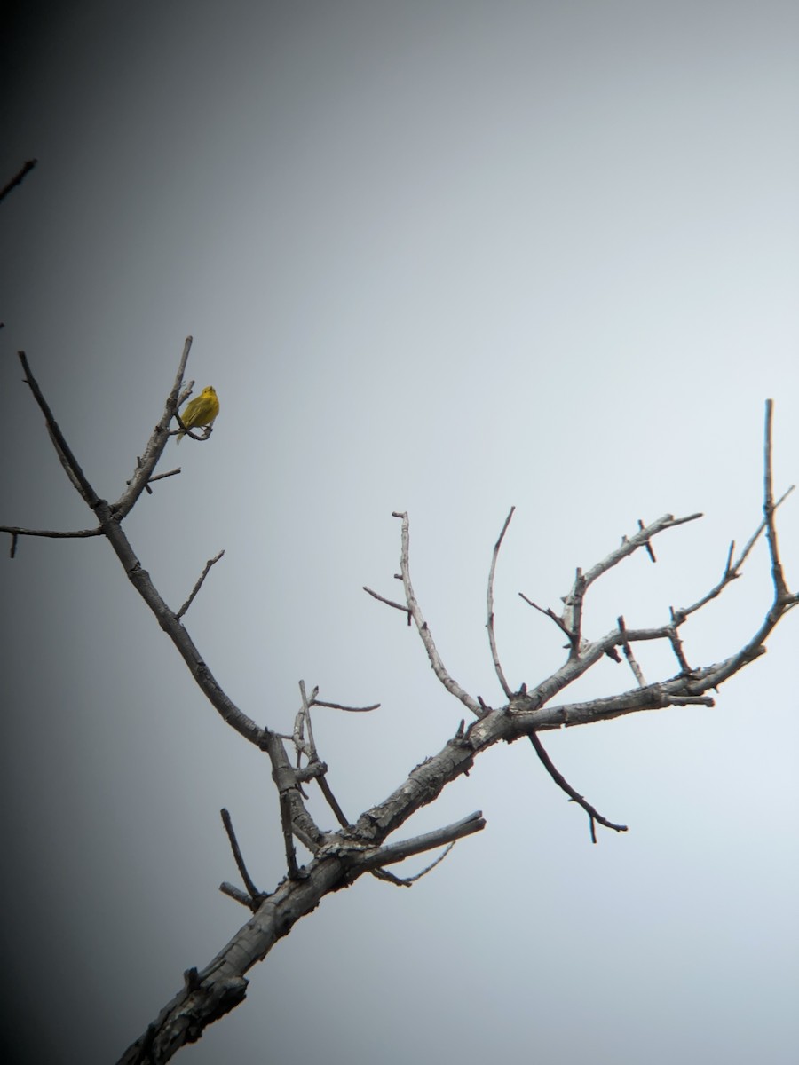 Yellow Warbler - Samuel Lauda