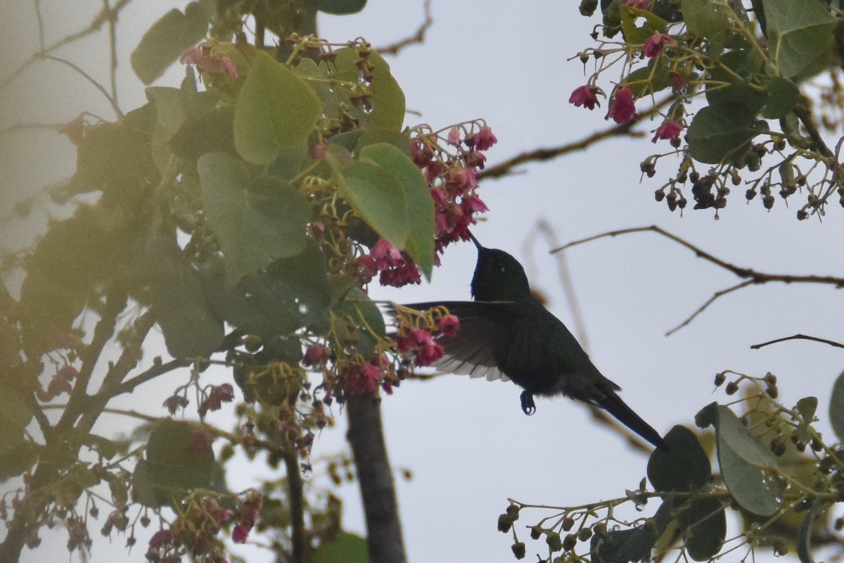 kolibřík dřišťálový (ssp. districta) - ML618506398