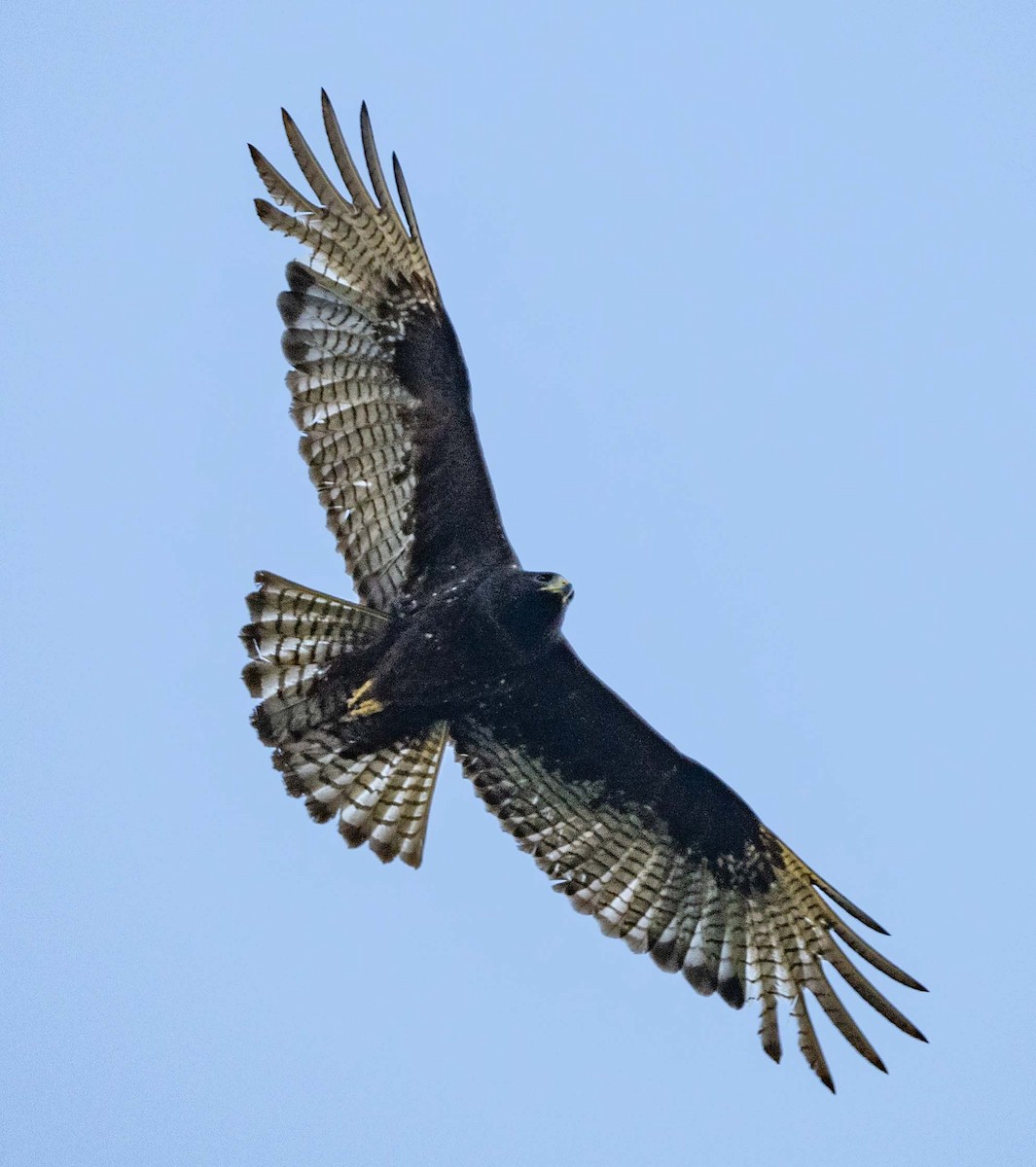 Zone-tailed Hawk - ML618506422