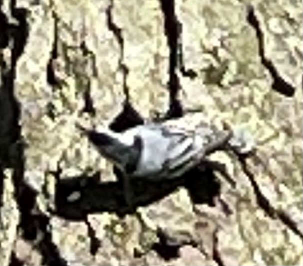 White-breasted Nuthatch - ML618506430