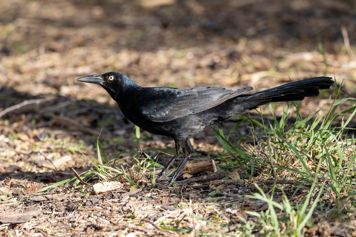 Great-tailed Grackle (Great-tailed) - Eric Gustafson
