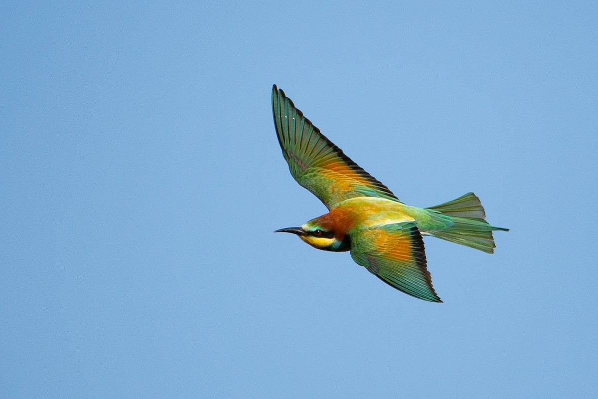 European Bee-eater - ML618506484