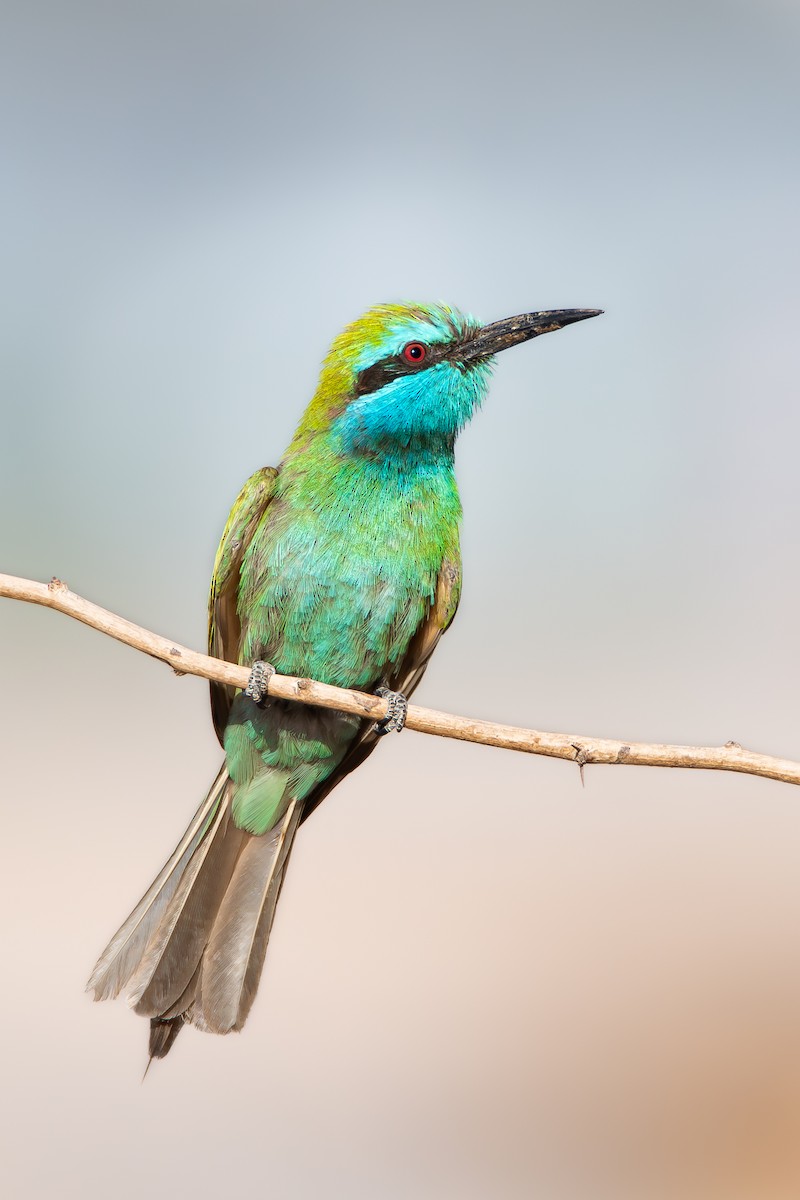 Arabian Green Bee-eater - ML618506520