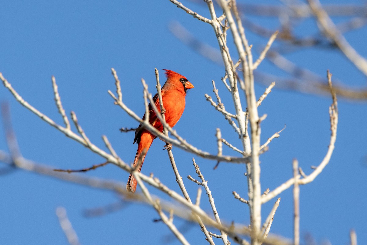 Northern Cardinal (Common) - ML618506538