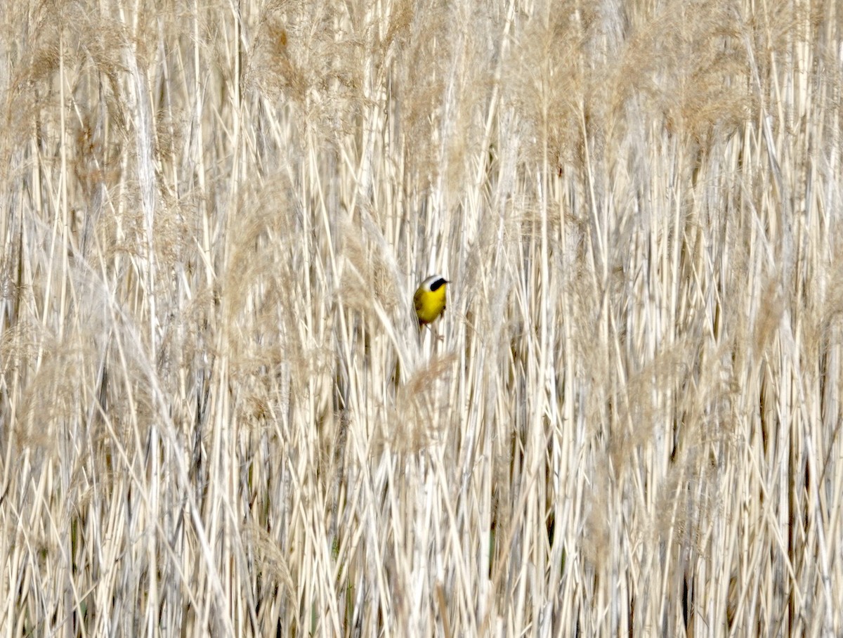Common Yellowthroat - Byron Hukee