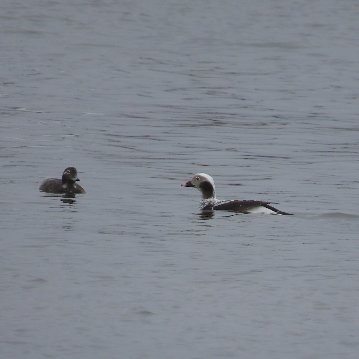 Long-tailed Duck - Laurel Smith