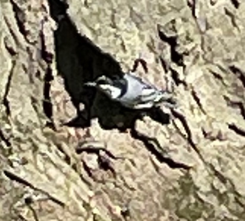 White-breasted Nuthatch - ML618506573