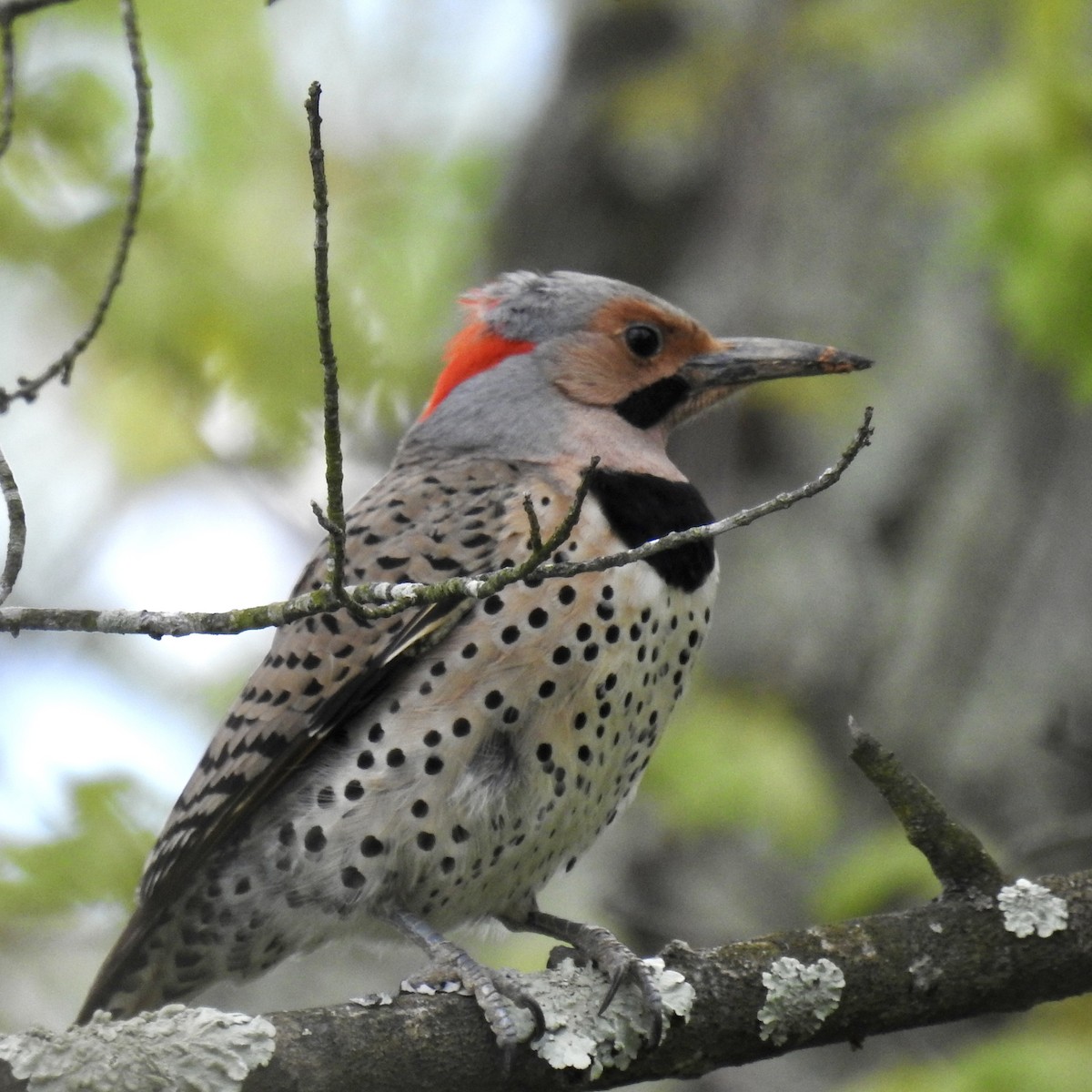 Northern Flicker (Yellow-shafted) - ML618506587