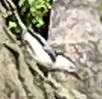 White-breasted Nuthatch - Ron Cain