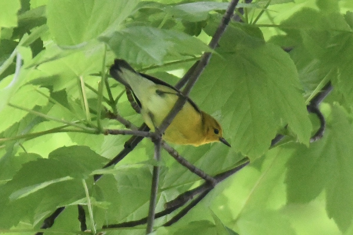 Prothonotary Warbler - ML618506687