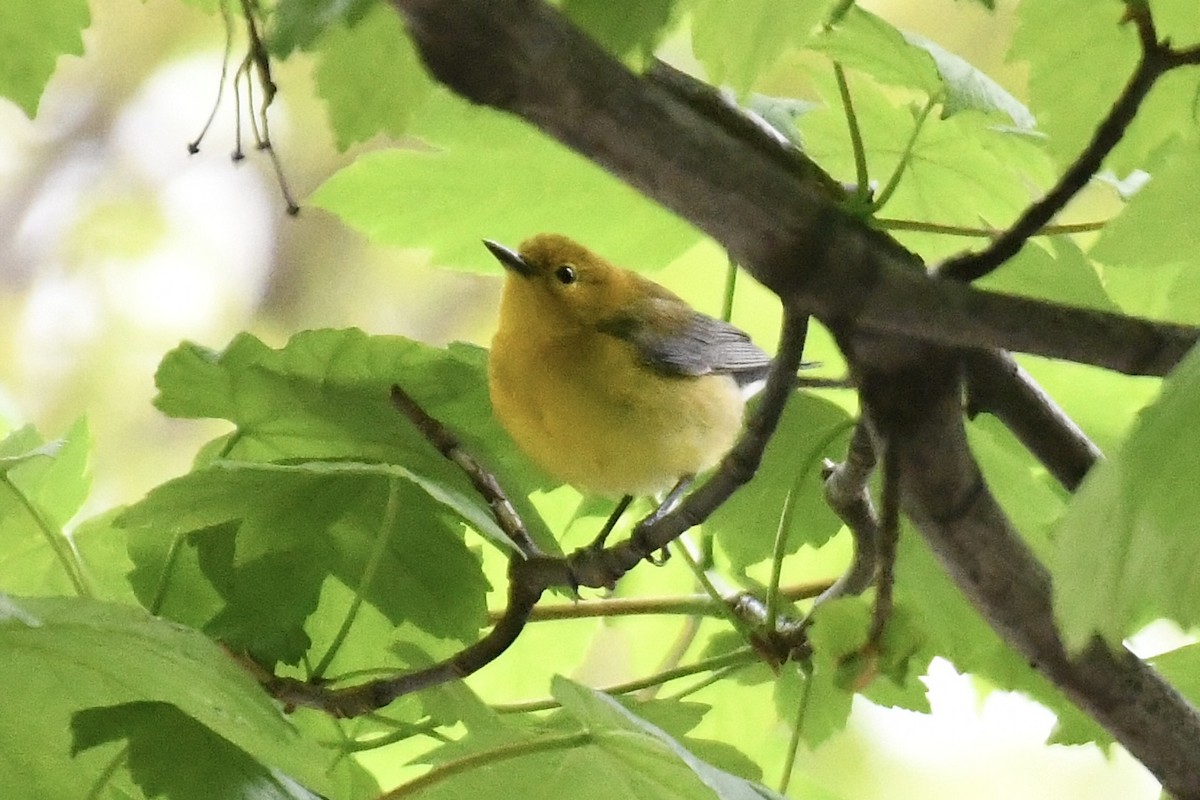 Prothonotary Warbler - ML618506693
