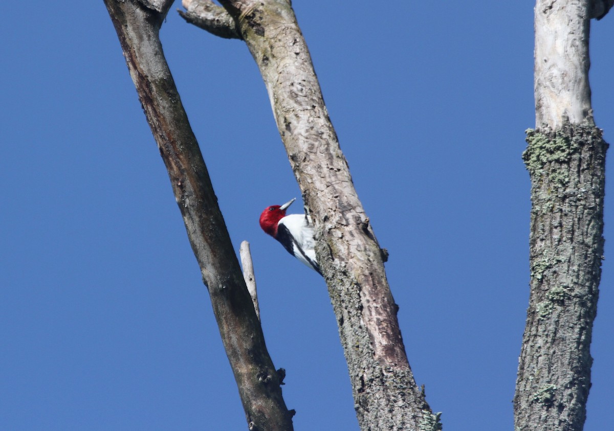 Red-headed Woodpecker - ML618506701