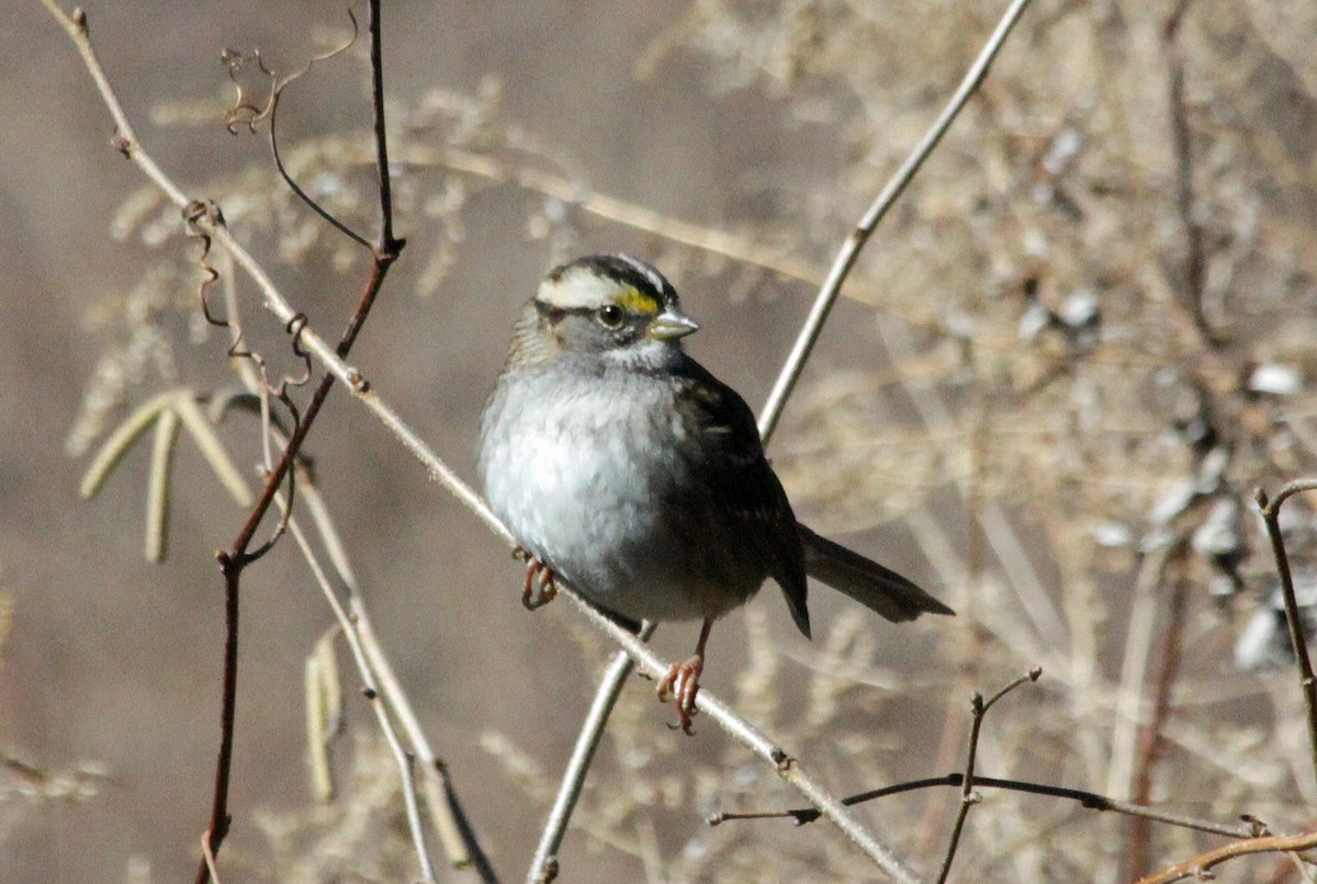 White-throated Sparrow - ML618506704