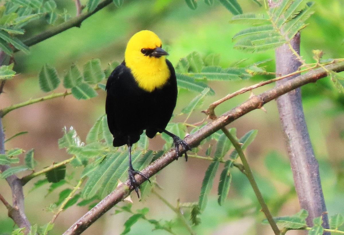 Yellow-hooded Blackbird - ML618506708