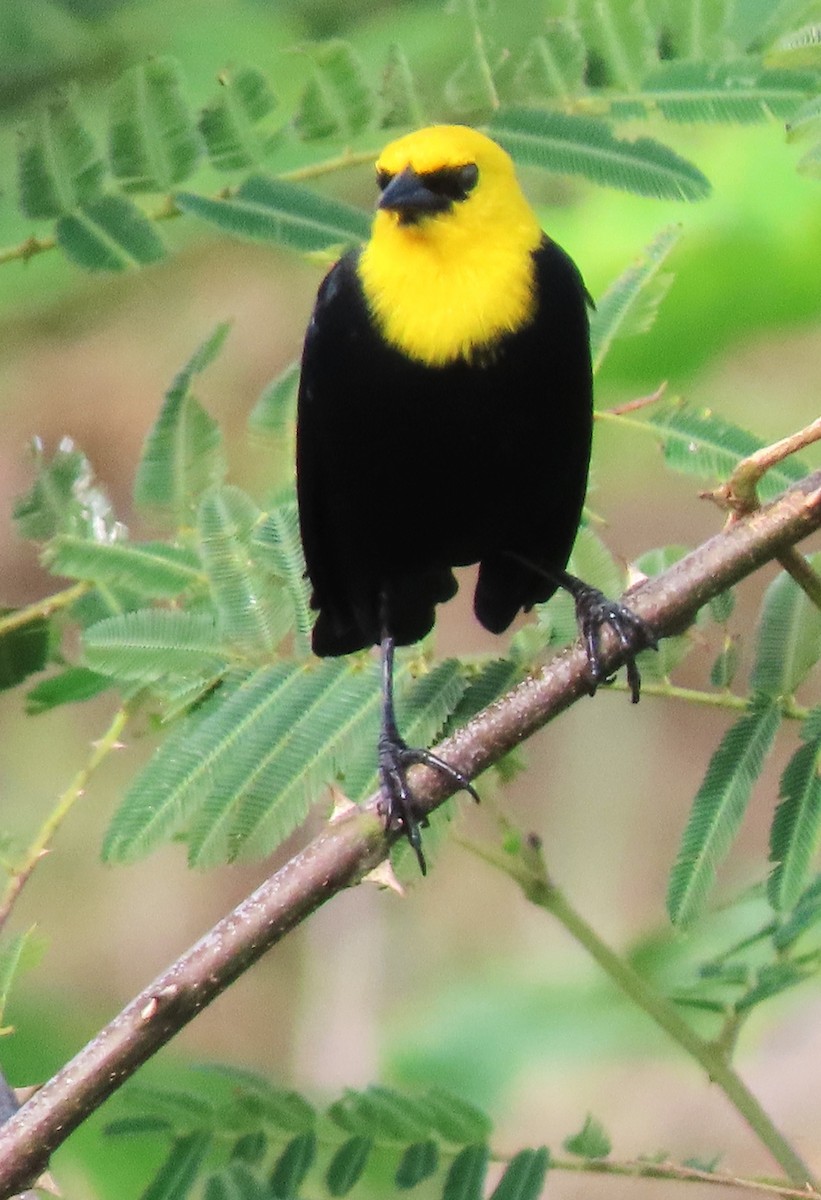 Yellow-hooded Blackbird - ML618506725