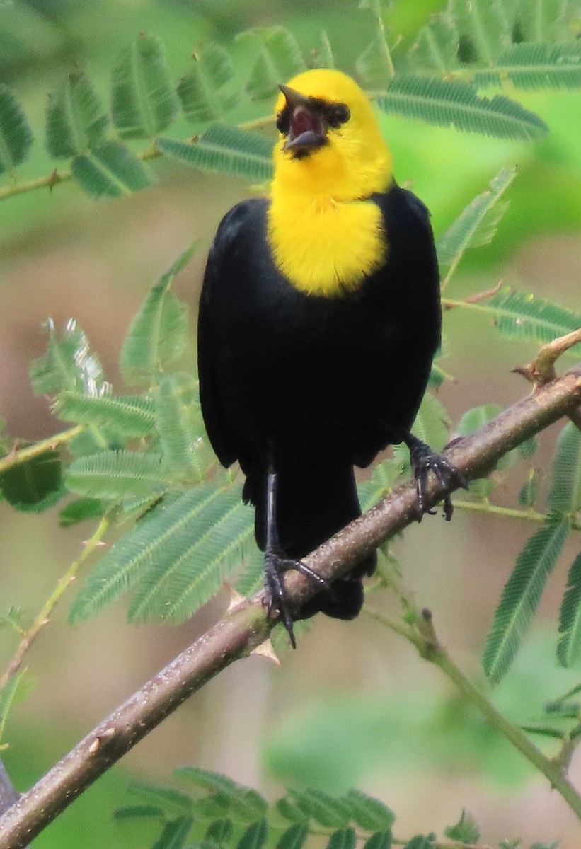 Yellow-hooded Blackbird - Rick Jacobsen