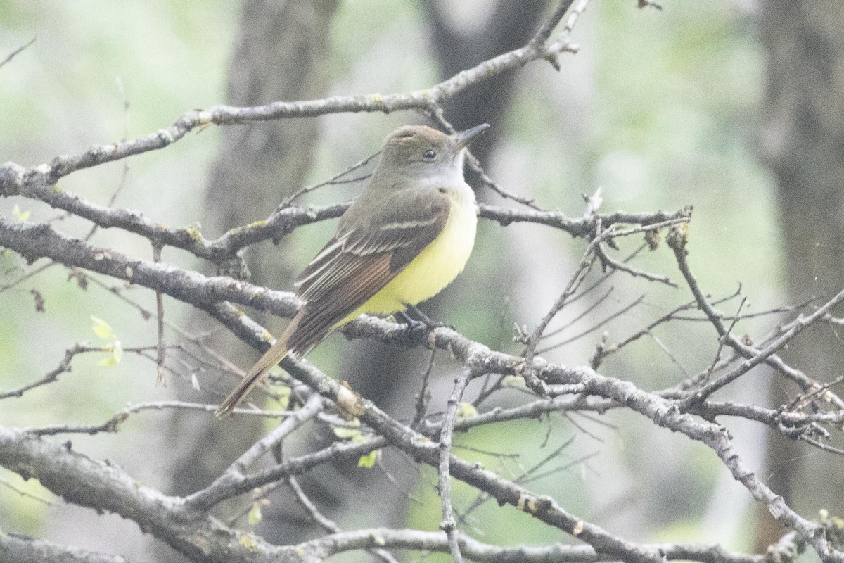 Great Crested Flycatcher - ML618506728