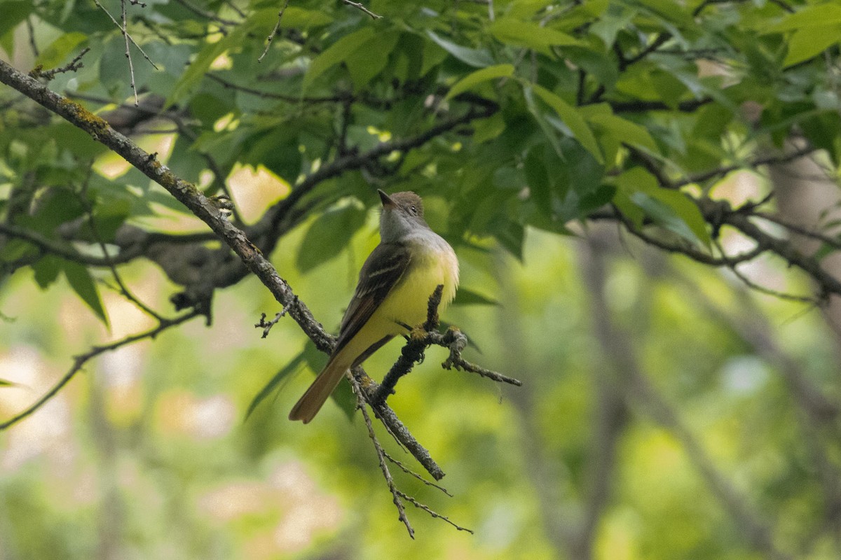 Great Crested Flycatcher - ML618506729