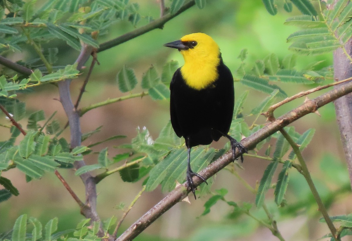 Yellow-hooded Blackbird - Rick Jacobsen