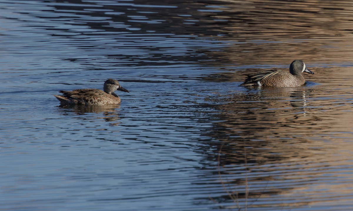 Blue-winged Teal - ML618506733