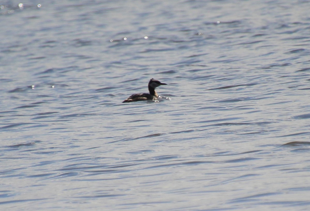 Red-necked Grebe - ML618506740