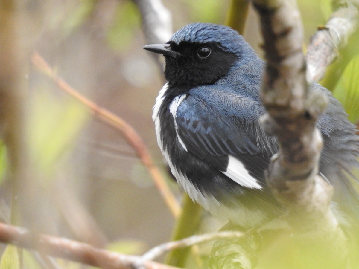 Black-throated Blue Warbler - Dave HH