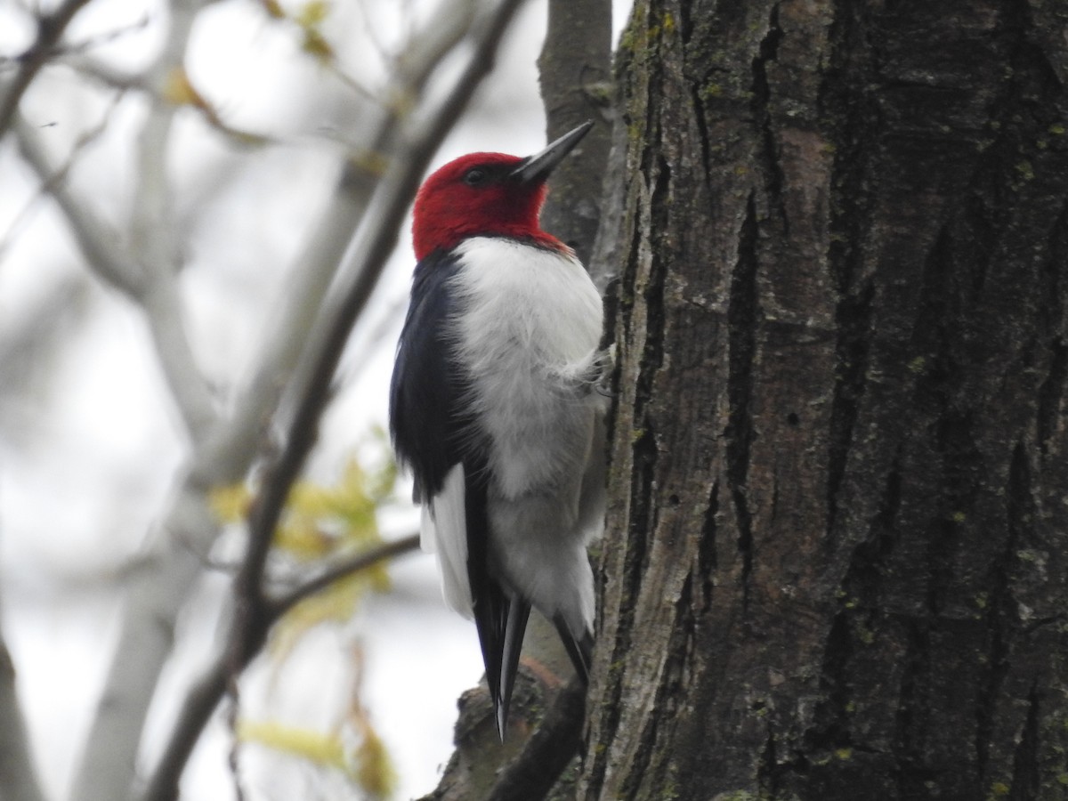 Red-headed Woodpecker - ML618506771