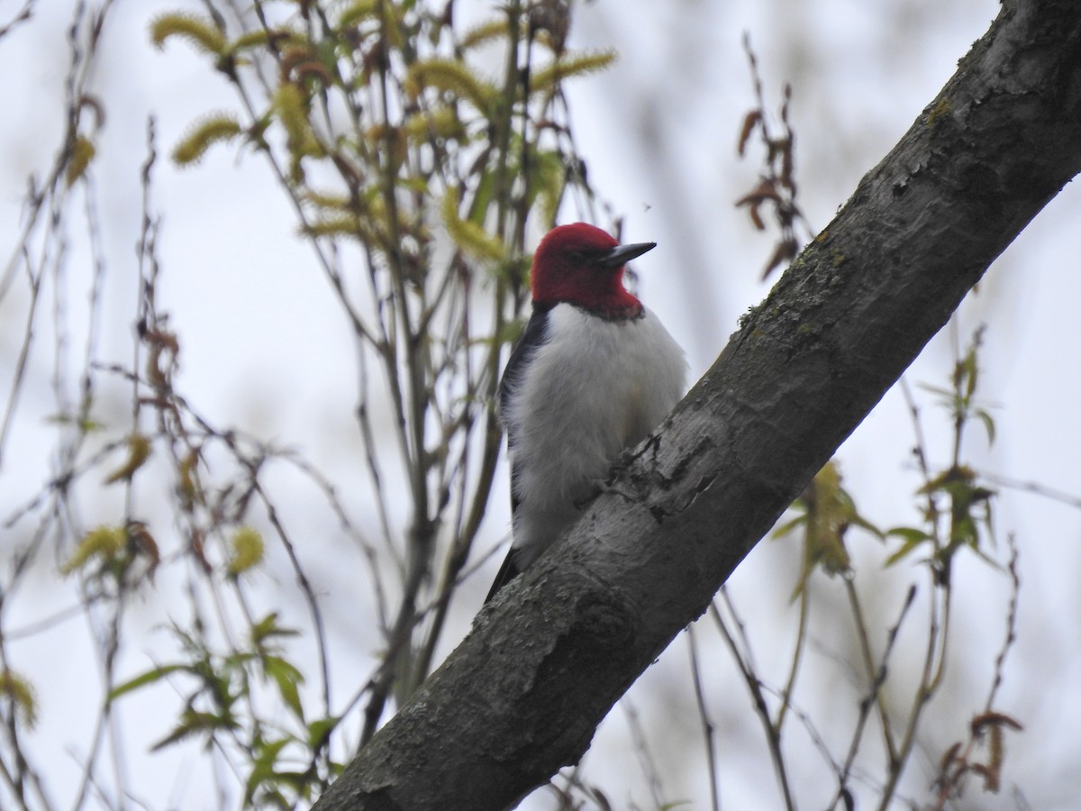 Red-headed Woodpecker - ML618506772