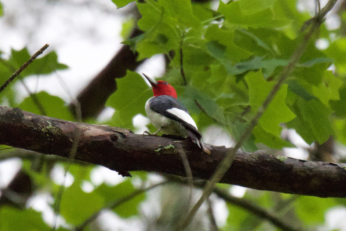 Red-headed Woodpecker - Jin Bai