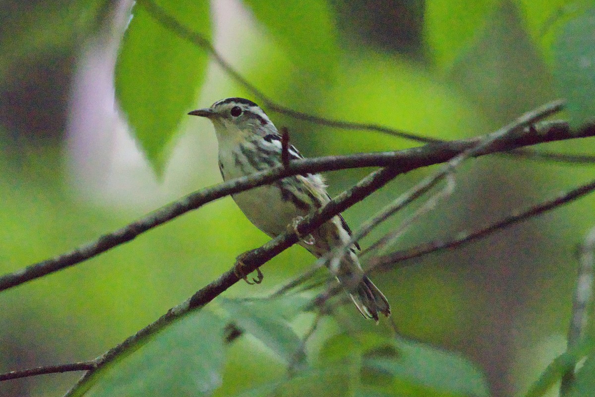 Black-and-white Warbler - ML618506803