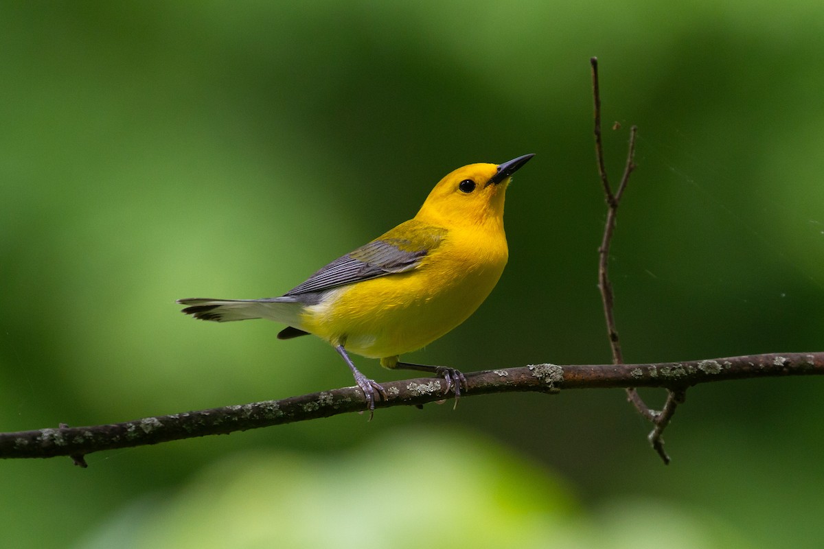 Prothonotary Warbler - ML618506887