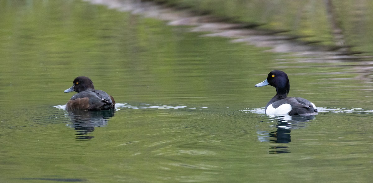 Tufted Duck - ML618506931