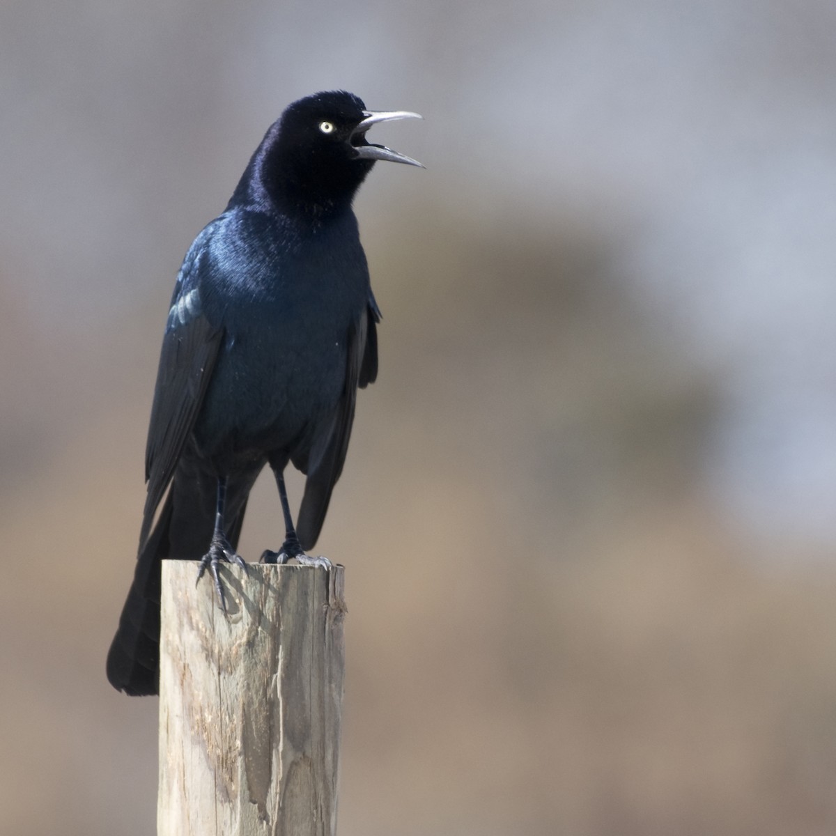 Boat-tailed Grackle - ML618506956