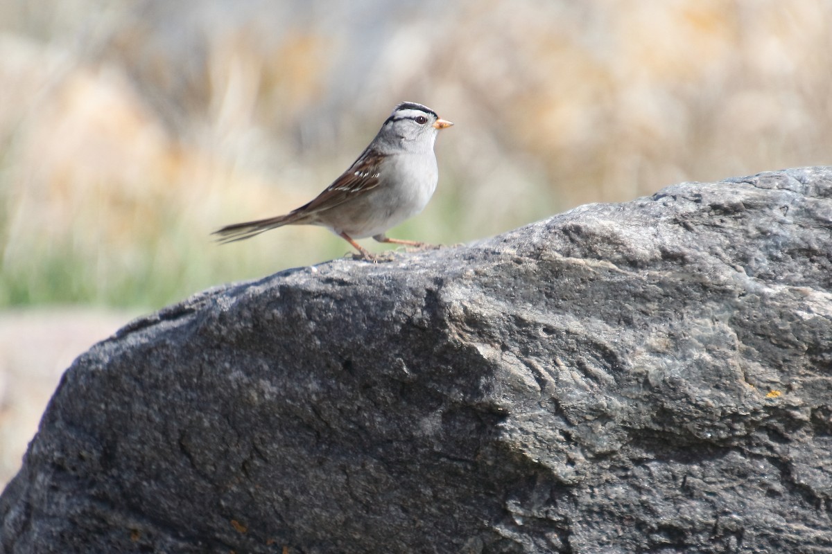 White-crowned Sparrow - ML618506995