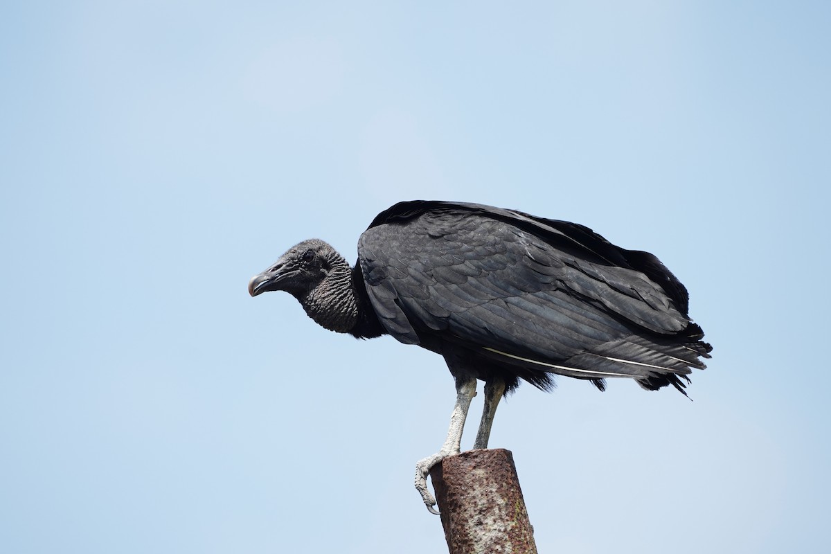 Black Vulture - ML618507013