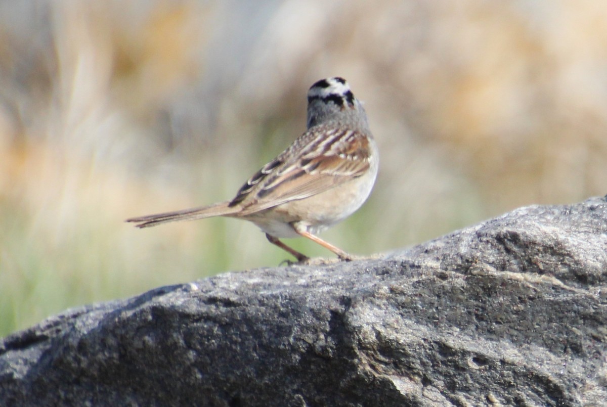 White-crowned Sparrow - Elaine Cassidy