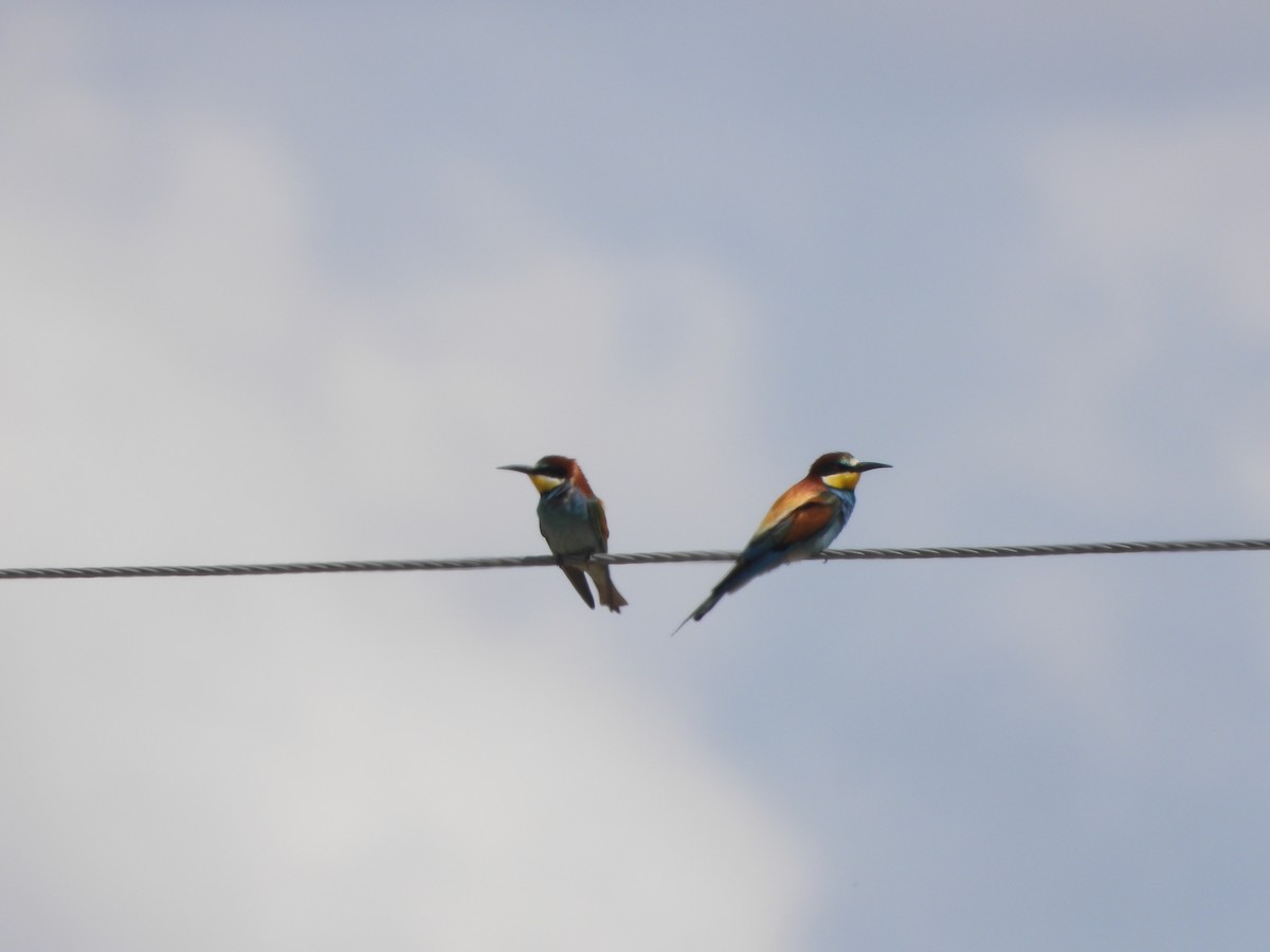 European Bee-eater - Bas Klep