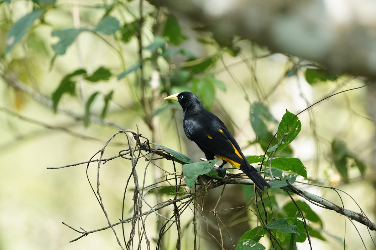 Yellow-rumped Cacique - ML618507038