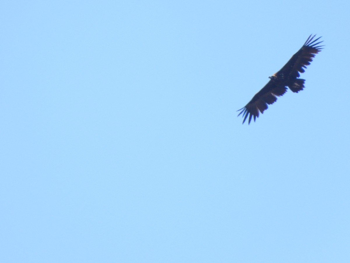 Cinereous Vulture - ML618507049