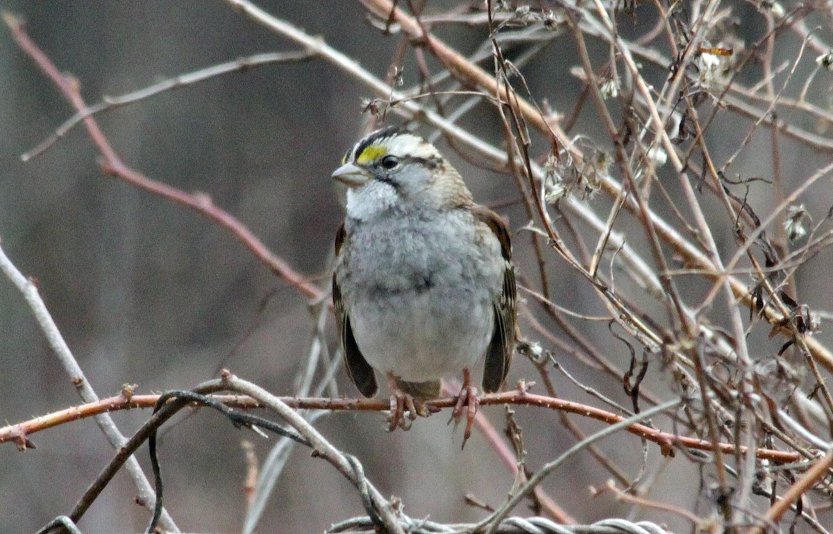 White-throated Sparrow - John Farrington